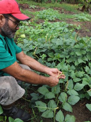 A Secretaria de Estado de Produção Rural (Sepror) informa que iniciou na terça-feira (18), o pagamento do benefício Garantia-Safra referente à safra 2023/2024 no Amazonas. Nesta primeira etapa, segundo a coordenação do programa na Sepror, serão pagos R$ 1.200 a cada um dos 375 agricultores familiares dos municípios de Guajará e Envira (distantes 1.476 e 1.208 quilômetros de Manaus, respectivamente), na Bacia do Juruá.