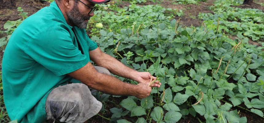 A Secretaria de Estado de Produção Rural (Sepror) informa que iniciou na terça-feira (18), o pagamento do benefício Garantia-Safra referente à safra 2023/2024 no Amazonas. Nesta primeira etapa, segundo a coordenação do programa na Sepror, serão pagos R$ 1.200 a cada um dos 375 agricultores familiares dos municípios de Guajará e Envira (distantes 1.476 e 1.208 quilômetros de Manaus, respectivamente), na Bacia do Juruá.