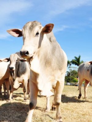 A Agência de Defesa Agropecuária e Florestal do Estado do Amazonas (Adaf) alerta os produtores rurais que, em virtude do feriado desta quinta-feira (1º/05) e do ponto facultativo de sexta-feira (02/05), a primeira etapa da atualização cadastral de animais começará na próxima segunda-feira (05/05).