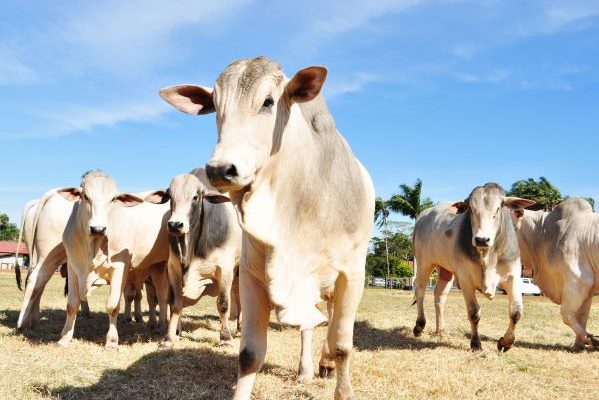 A Agência de Defesa Agropecuária e Florestal do Estado do Amazonas (Adaf) alerta os produtores rurais que, em virtude do feriado desta quinta-feira (1º/05) e do ponto facultativo de sexta-feira (02/05), a primeira etapa da atualização cadastral de animais começará na próxima segunda-feira (05/05).